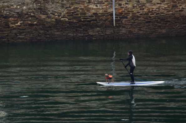 09 December 2020 - 10-16-13

-----------------------------
Paddle boarder and dog